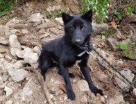 경기 광주시 도척면 도척로에서 검백색 강아지 발견 보호