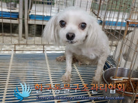 경기 포천 영북면 운천로에서 말티즈 발견 보호..11살