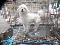 서울 영등포구 신풍역 5번출구 인근에서 말티즈 발견 보호