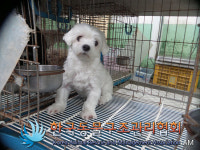 서울 중구 신당 누리센터 공사장에서 말티즈 발견 보호