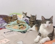 정량 줬는데 뚱냥이 됐다고?..냥집사가 깜놀한 1숟가락의 비밀