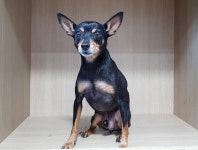 경기 광주시 초월읍 산이리에서 미니어쳐 핀셔 발견 보호