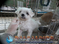 경기 포천 영중면에서 말티즈 발견 보호