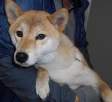 대구 북구 사수동 강북브라운스톤에서 갈색 강아지 발견 보호