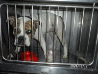 서울 동작구 매봉로 한신휴플러스에서 불독 발견 보호