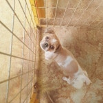 전남 화순 화순읍 화동로에서 시츄 발견 보호