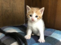 전주 남부시장골목에서 치즈 새끼 냥이 2마리 발견 보호..분유와 함께 상자에 버려