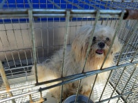 전북 남원시 연세정형외과 앞에서 흰색 강아지 발견 보호