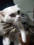 경기 평택 지제로에서 스코티시폴드 고양이 발견 보호