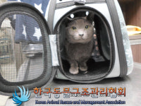 서울 강북구 번동 사거리 우이천 부근에서 러시안 블루 고양이 발견 보호