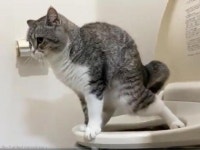 한 살 고양이가 양변기에서 큰 볼일을!..`실화냥?`