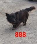 경남 사천 경충로1559에서 까만 강아지 발견 보호
