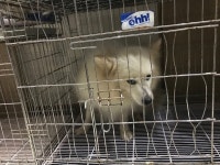 충남 서산 성연 고운라피네단지 안에서 스피츠 발견 보호