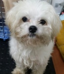 경기 수원 우만1동 행정복지센터에서 말티즈 발견 보호