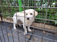 경기 양평 양평행복주택에서 흰색 강아지 발견 보호