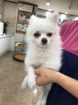 울산 남구 달동 삼정그린코아 앞에서 포메라니안 발견 보호