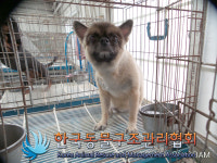 서울 송파구 가락동에서 포메라니안 발견 보호