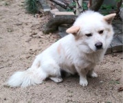 경북 영천 대창면 운천리에서 황색 반점 흰색 강아지 발견 보호