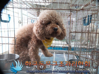 서울 서대문구 홍은동 백련근린공원에서 푸들 발견 보호