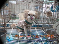 서울 금천구 금천노인종합복지관 입구에서 갈흰색 강아지 발견 보호