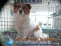 경기 포천 군내면 하성북2리에서 갈흰색 강아지 발견 보호