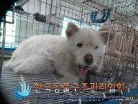 경기 포천 가산면 감암길에서 갈흰색 강아지 발견 보호