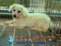 경기 포천 군내면 하성북2리에서 흰색 강아지 발견 보호