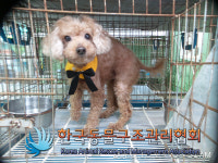 서울 강남구 강남구청역 인근에서 푸들 발견 보호