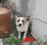 경남 사천 경충로1559에서 너구리색 얼굴 흰색 강아지 발견 보호