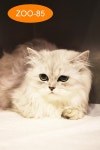 울산 남구 달동 리치빌주차장에서 페르시안 고양이 발견 보호