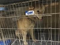 충남 서산시 성연면 골드클래스에서 흰색 강아지 발견 보호