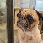 경기 하남 미사 다나을동물병원에서 퍼그 발견 보호