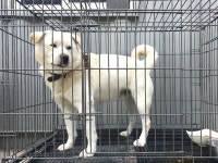 경기 이천 마장면에서 풍산견 발견 보호