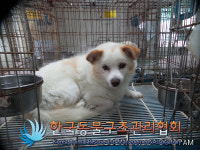 서울 광진구 서울거리예술창작센터에서 갈흰색 강아지 발견 보호