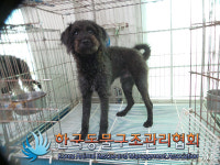 서울 노원구 하계2동 경춘선숲길 근처에서 검정색 강아지 발견 보호