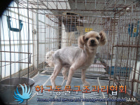 서울 금천구 시흥5동에서 요크셔 테리어 발견 보호