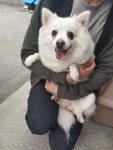 충북 청주 산남주공1단지 117동 뒷편에서 스피츠 발견 보호