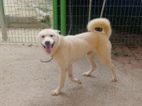 경남 창원 의창구 북면 고암리 농장에서 풍산견 발견 보호