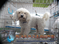 경기 포천 일동면 소아길에서 비숑 프리제 발견 보호