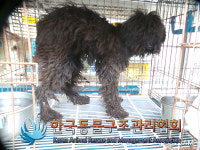 꼬끼오동두천지점주 | 경기 동두천 평화로 꼬끼오 옆 근린공원에서 푸들 발견 보호