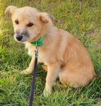 경기 용인 원삼면 독성리에서 갈색 강아지 발견 보호