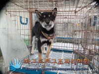 서울 동대문구 전농로에서 시바 발견 보호