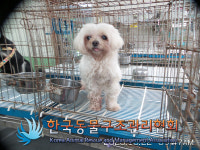 서울 강서구 화곡8동 배다리공원에서 말티즈 발견 보호