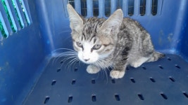 경북 경산 진량 대원리에서 고등어태비 어린 고양이 발견 보호..박스에 담긴 채 공장 입구에 버려짐