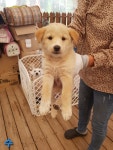 전북 군산 조촌동 롯데몰 정문 부근에서 베이지색 강아지 발견 보호