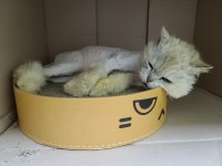 충남 당진시 송악읍 반촌로에서 페르시안 고양이 발견 보호