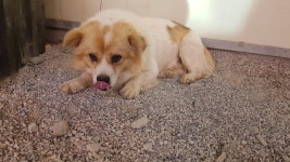 충남 당진시 장고항로에서 흰갈색 강아지 발견 보호