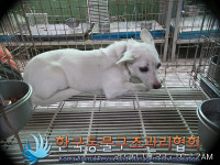 경기 포천 일동면 소야길에서 흰색 강아지 발견 보호