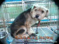 경기 포천 일동면 소야길에서 갈검흰 강아지 발견 보호