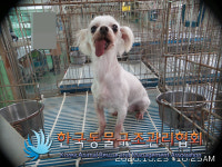서울 은평구 역촌동에서 말티즈 발견 보호